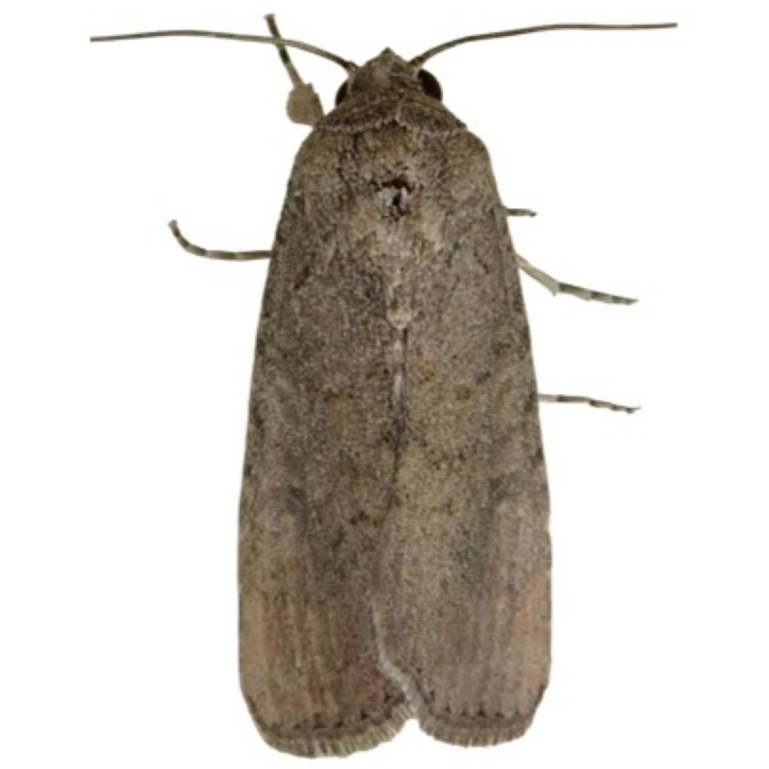 Spodoptera frugiperda